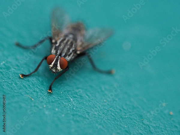 Fototapeta OLYMPUS DIGITAL CAMERA