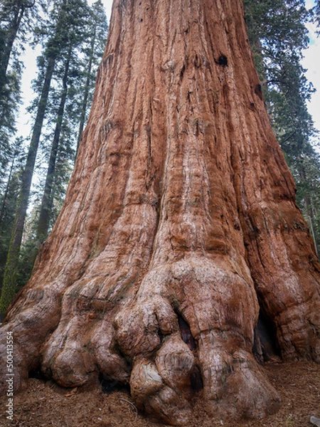 Obraz tree trunk in a forest