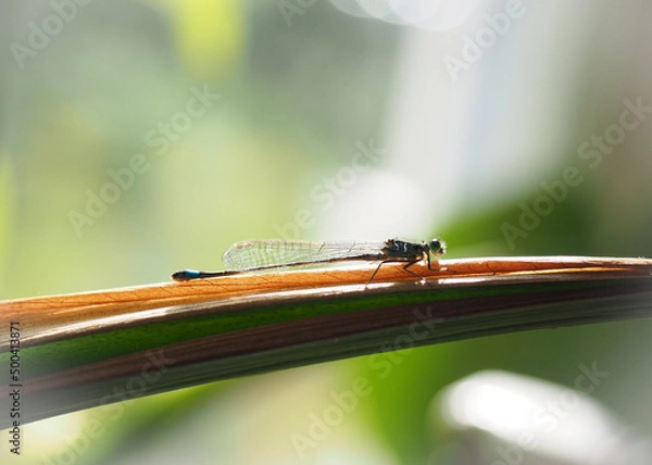 Fototapeta OLYMPUS DIGITAL CAMERA