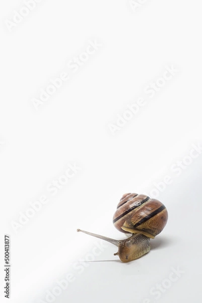 Fototapeta OLYMPUS DIGITAL CAMERA