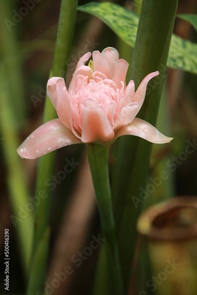 Obraz Pink Big tropical flower closed up, tropical garden, flower closed up 