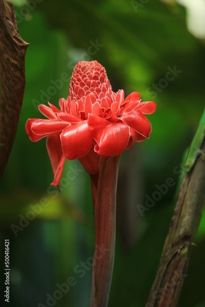 Obraz Big red tropical flower macro, closed up, Seyshellen 
