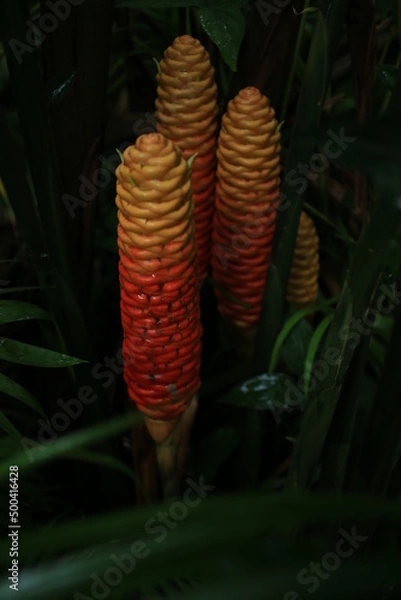 Obraz tropical garden closed up 