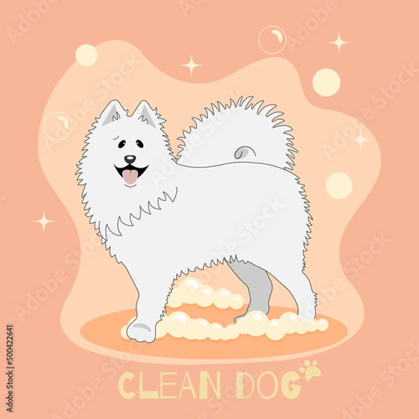 Obraz washed white dog samoyed