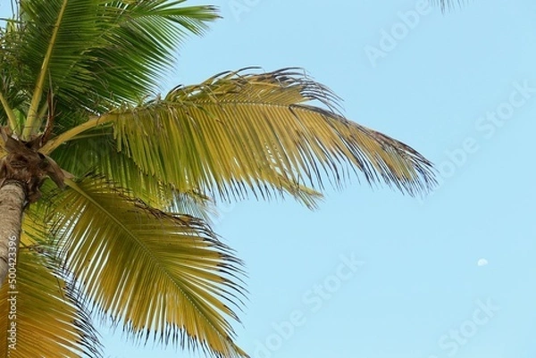 Obraz palm tree on blue