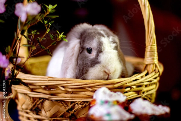 Obraz Декоративный кролик, как украшение 
