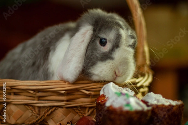 Obraz Декоративный кролик, как украшение 