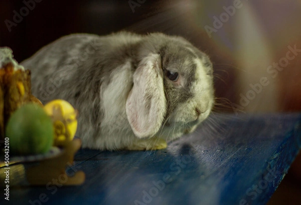 Obraz Декоративный кролик, как украшение 