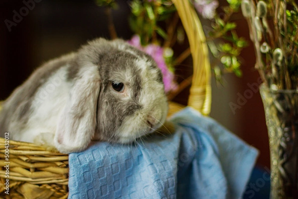 Obraz Декоративный кролик, как украшение 