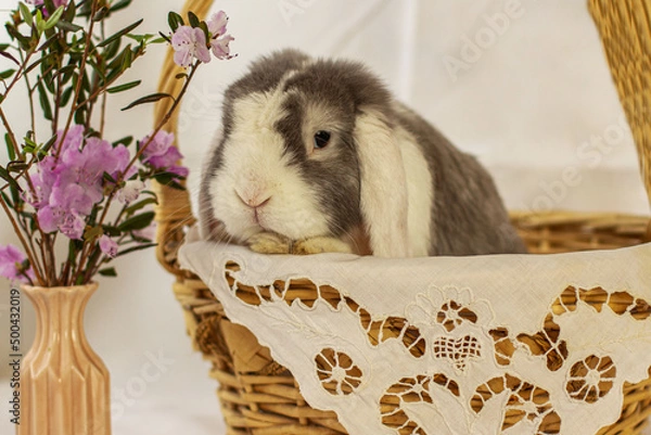 Obraz Декоративный кролик, как украшение 