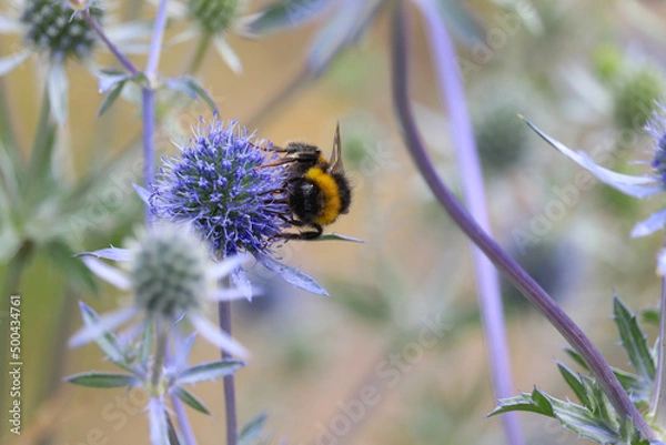 Obraz Biene auf Mannstreu Bokeh