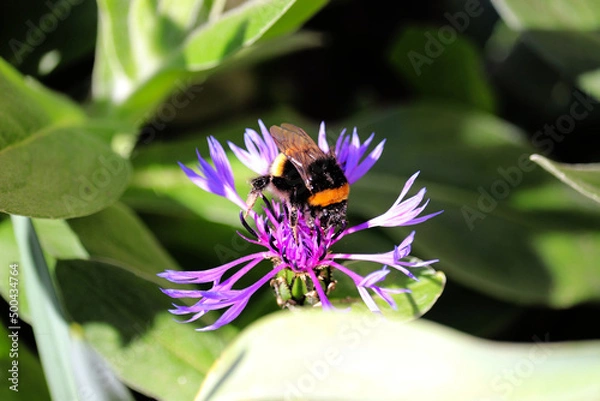 Obraz Biene auf Flockenblume