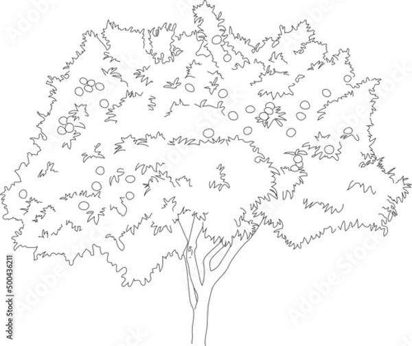 Fototapeta Vector orange tree sketch. 
Line art plant cutout. 