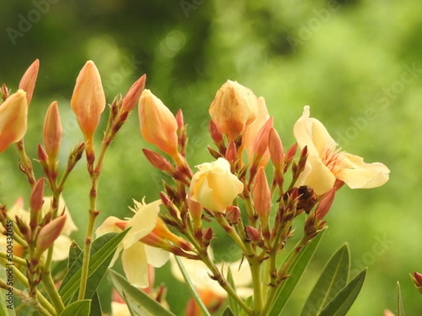 Fototapeta Gelb blühender Oleander 