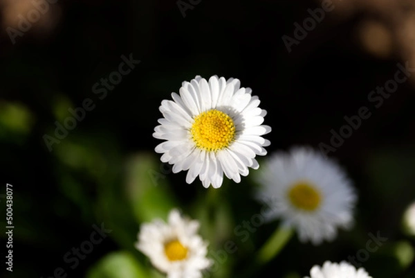 Obraz Gänseblümchen Makro
