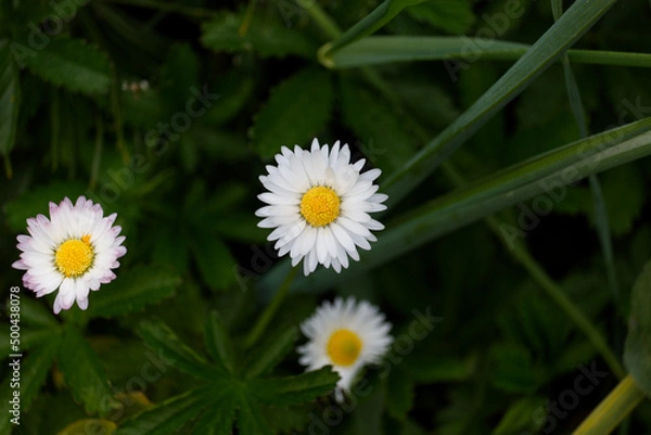 Obraz Gänseblümchen Makro