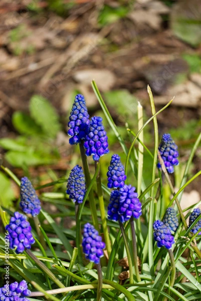 Obraz Traubenhyazinthen