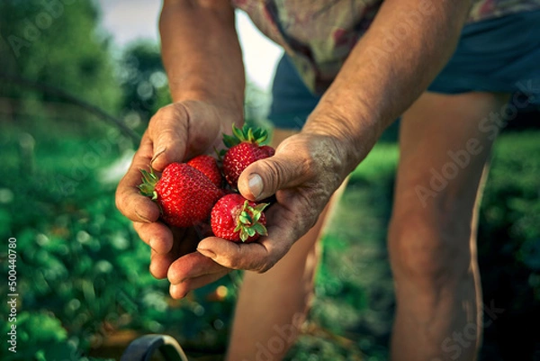 Obraz A elderly woman farmer collects a harvest of ripe strawberries. Harvesting fresh organic strawberries. Farmer's hands picking strawberries close-up. Strawberry bushes