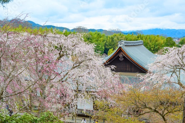 Obraz 京都嵐山 天龍寺と枝垂桜