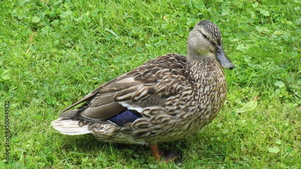 Obraz #duck #nature