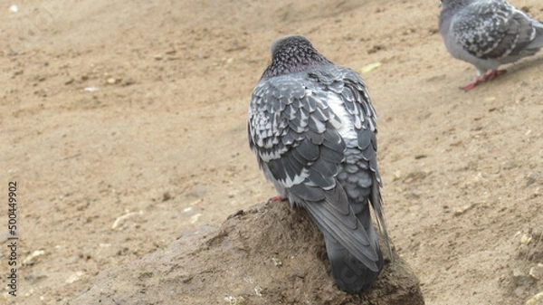 Obraz #dove #pigeon #nature