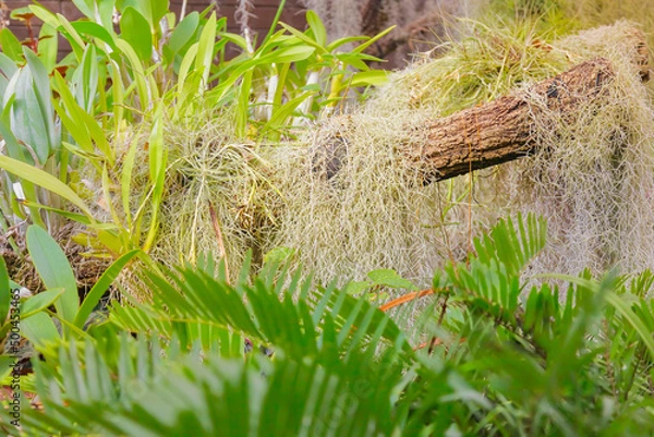 Obraz Pflanzenarragement