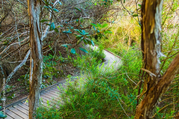 Obraz Holzplattenweg im Regenwald