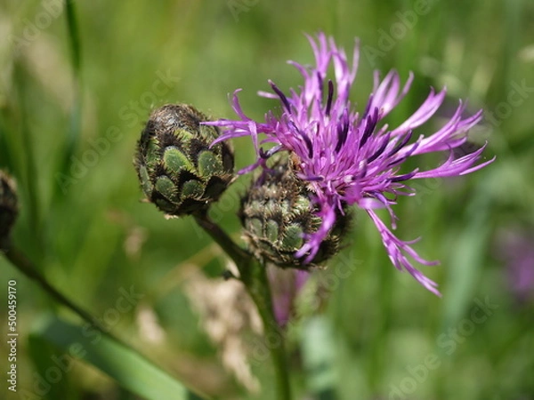Fototapeta Blühende Distel