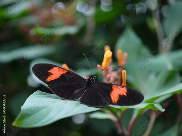 Fototapeta Dunkler Schmetterling