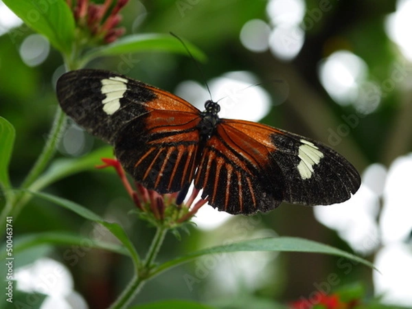 Fototapeta Dunkler Schmetterling