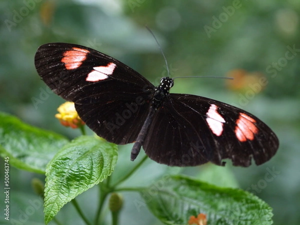 Fototapeta Dunkler Schmetterling