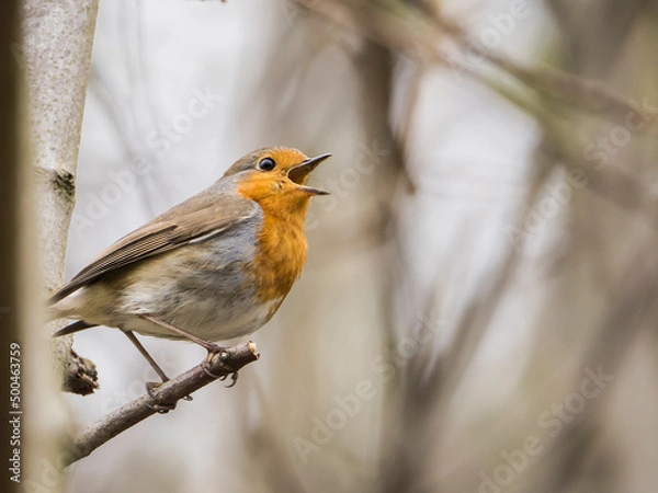 Obraz Singendes Rotkelchen