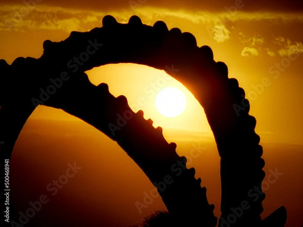 Obraz sunrise within the ibex horns