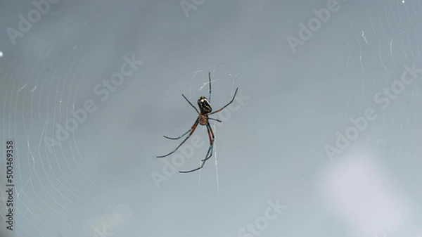 Obraz Spyder Macro Photography