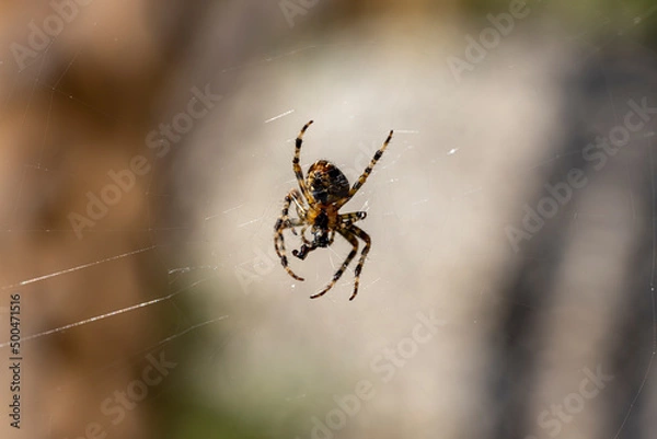 Fototapeta Spider on a web on a natural background. Close-up macro view.