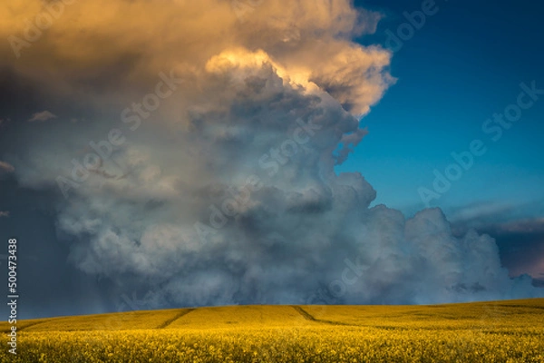 Fototapeta Rzepakowa eksplozja
