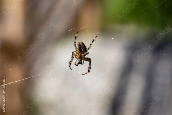 Fototapeta Spider on a web on a natural background. Close-up macro view.