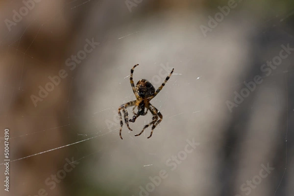 Fototapeta Spider on a web on a natural background. Close-up macro view.