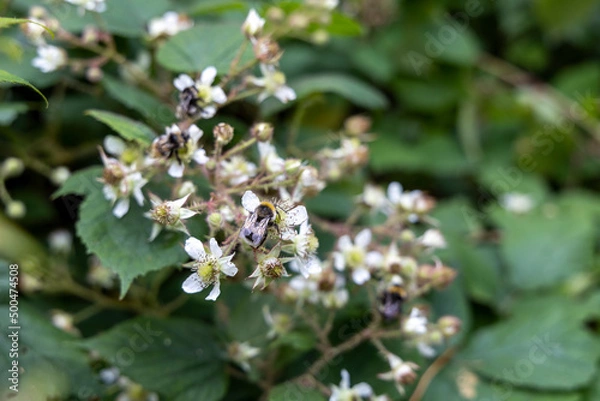 Fototapeta Mountain flowers in the Ukrainian Carpathians. Close-up macro view.