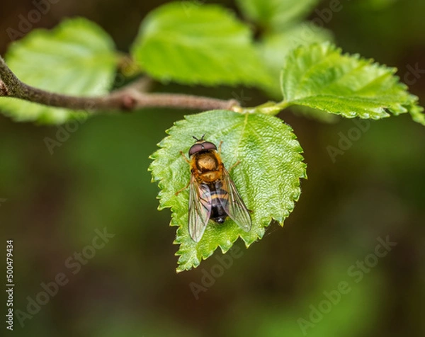 Fototapeta Hoverfly Epistrophe eligans on leaf. Metallic, shiny insect. UK.