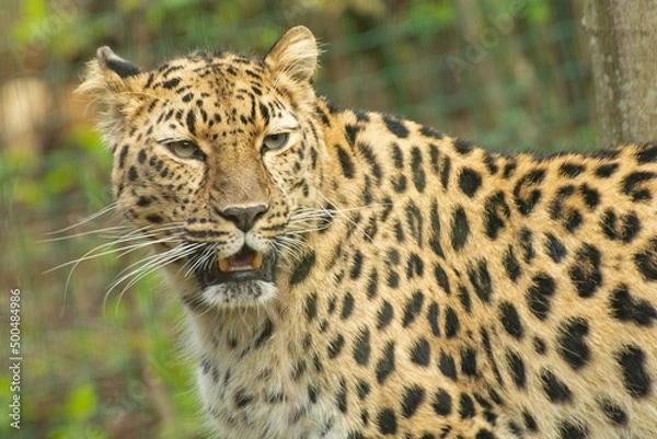 Fototapeta Amur leopard