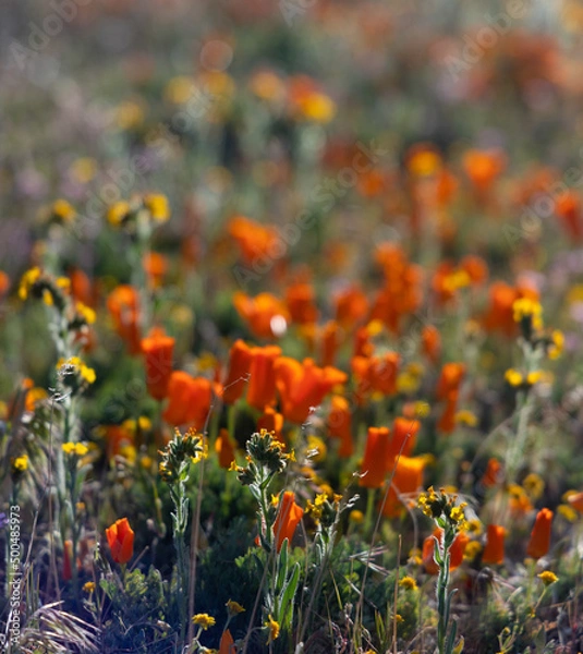 Fototapeta California poppies in bloom during spring