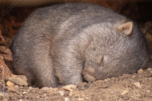 Fototapeta Common wombat