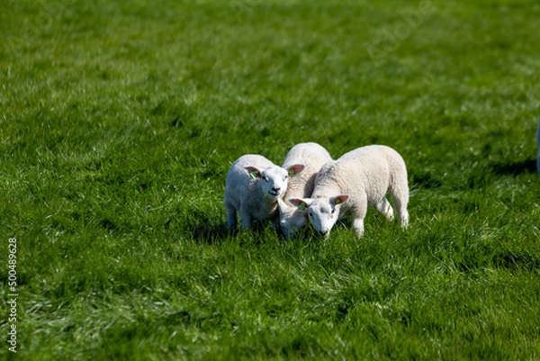 Obraz sheep and lamb