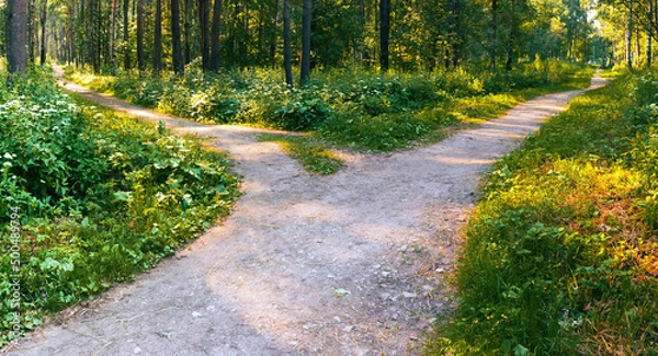 Obraz Another trail departs from the wide trail in the park in a different direction. Different routes. Conceptual landscape