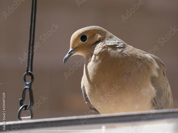 Fototapeta Close up of a dove