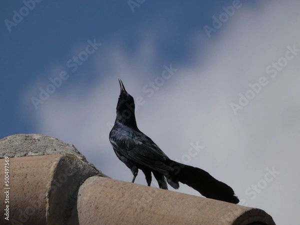 Fototapeta bird on a roof