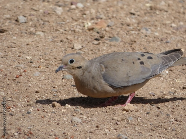 Obraz dove in the sand