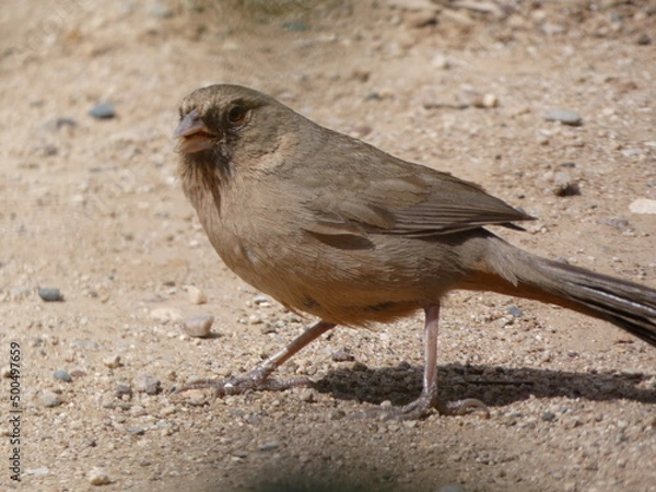 Obraz bird on the ground