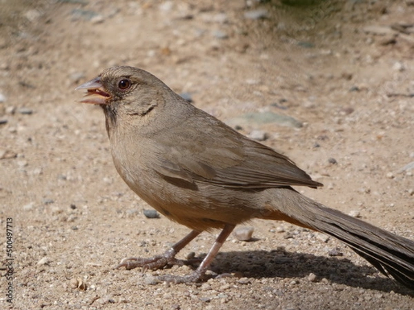 Obraz bird on the ground